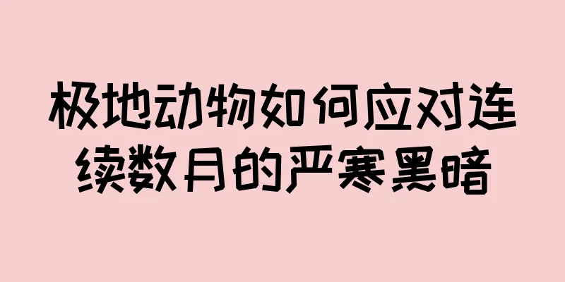 极地动物如何应对连续数月的严寒黑暗