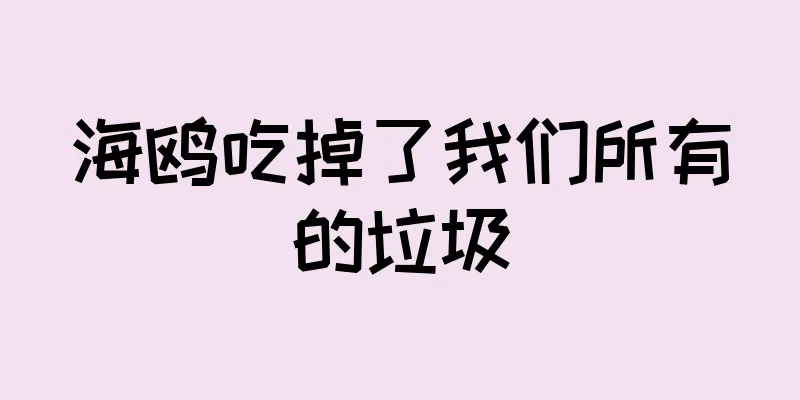 海鸥吃掉了我们所有的垃圾