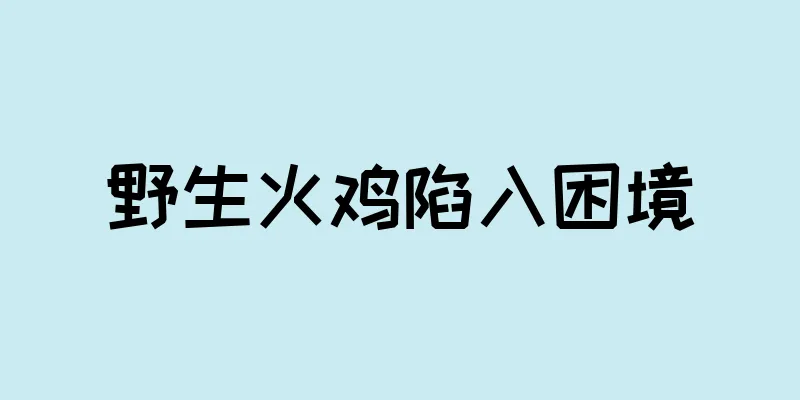 野生火鸡陷入困境