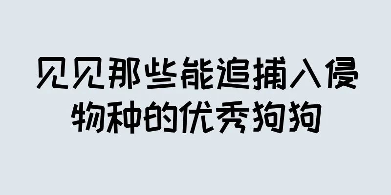 见见那些能追捕入侵物种的优秀狗狗