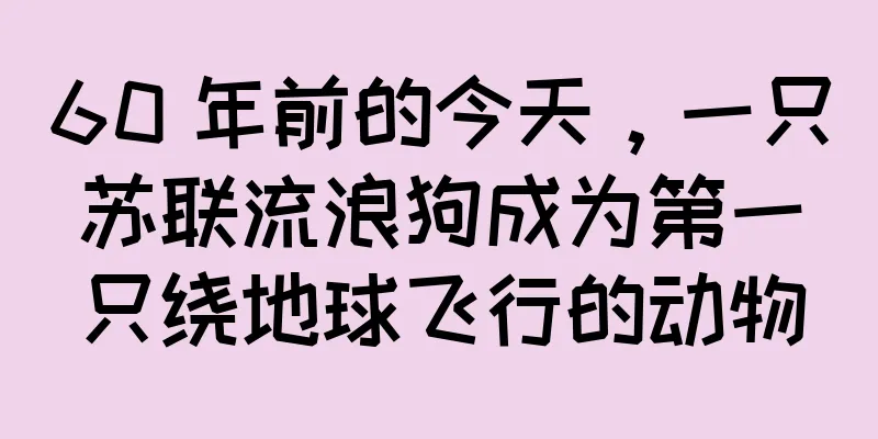 60 年前的今天，一只苏联流浪狗成为第一只绕地球飞行的动物