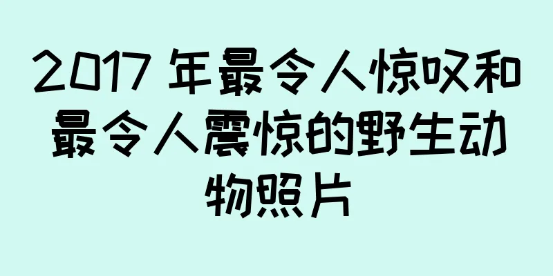 2017 年最令人惊叹和最令人震惊的野生动物照片