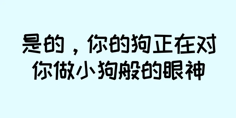 是的，你的狗正在对你做小狗般的眼神