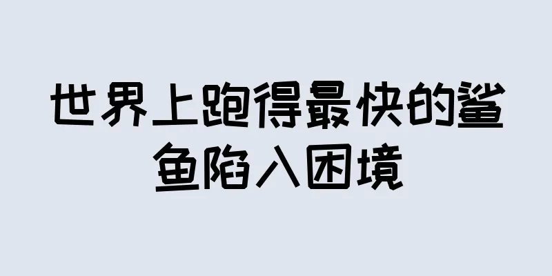 世界上跑得最快的鲨鱼陷入困境