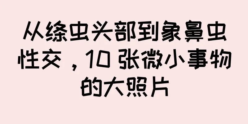 从绦虫头部到象鼻虫性交，10 张微小事物的大照片