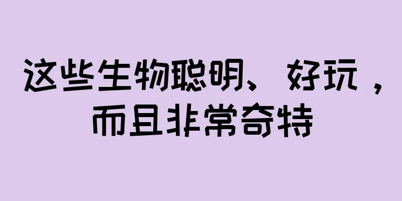 这些生物聪明、好玩，而且非常奇特
