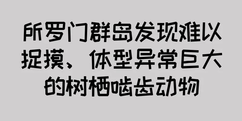 所罗门群岛发现难以捉摸、体型异常巨大的树栖啮齿动物