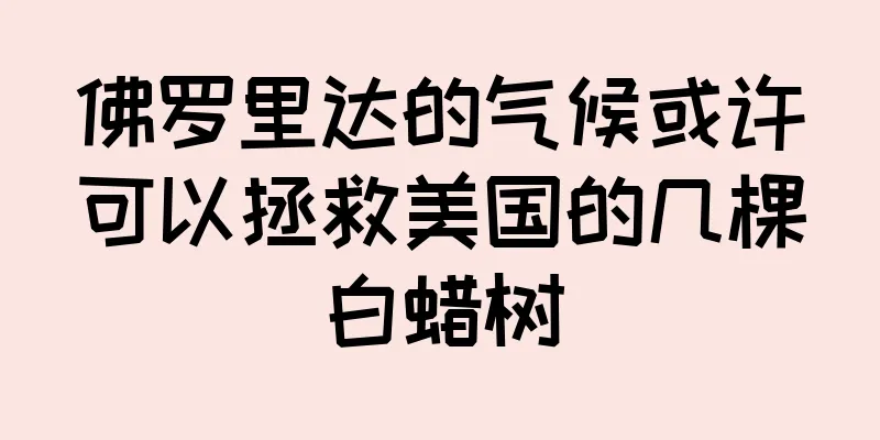 佛罗里达的气候或许可以拯救美国的几棵白蜡树