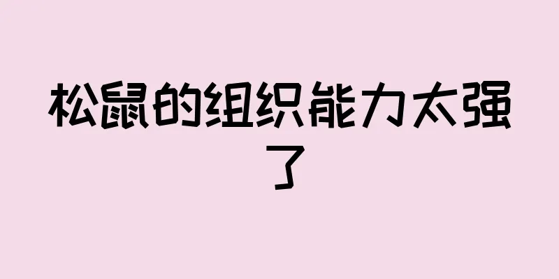 松鼠的组织能力太强了