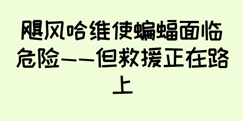 飓风哈维使蝙蝠面临危险——但救援正在路上