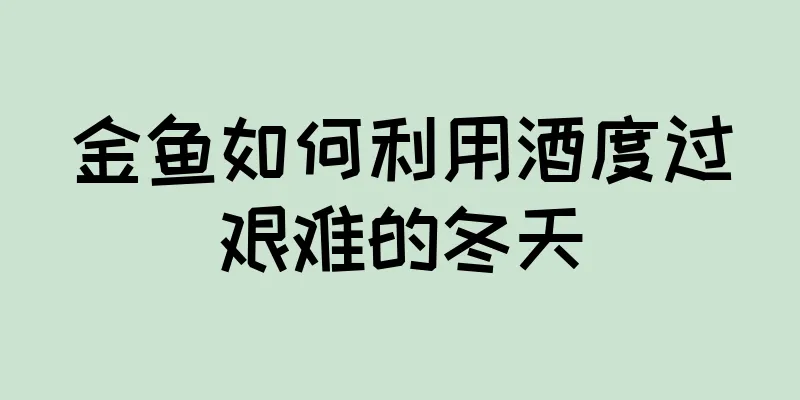 金鱼如何利用酒度过艰难的冬天