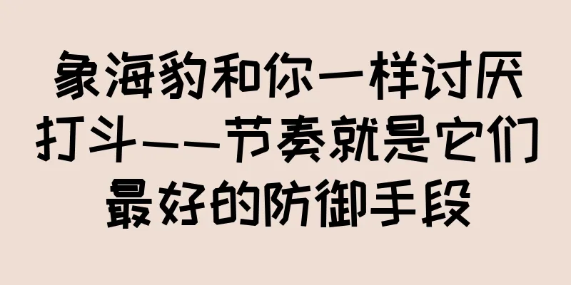 象海豹和你一样讨厌打斗——节奏就是它们最好的防御手段