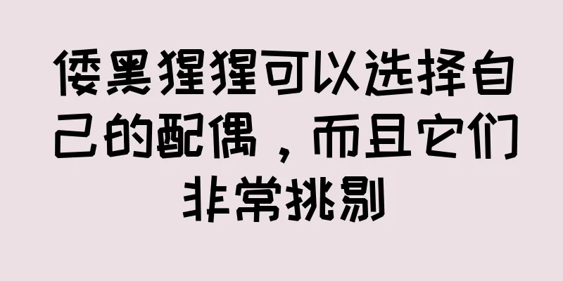 倭黑猩猩可以选择自己的配偶，而且它们非常挑剔