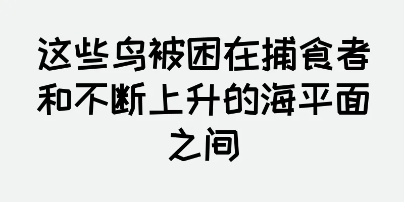 这些鸟被困在捕食者和不断上升的海平面之间