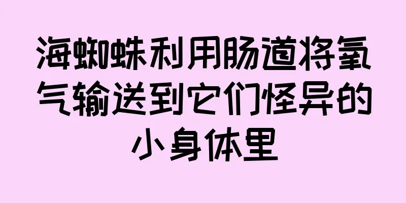 海蜘蛛利用肠道将氧气输送到它们怪异的小身体里