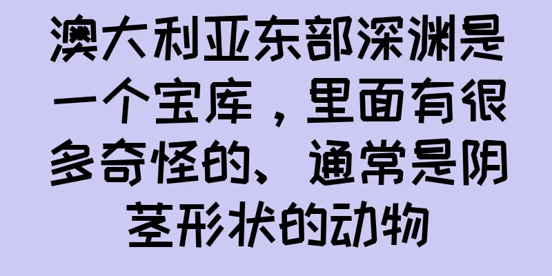 澳大利亚东部深渊是一个宝库，里面有很多奇怪的、通常是阴茎形状的动物