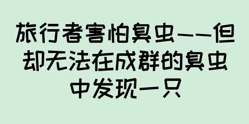 旅行者害怕臭虫——但却无法在成群的臭虫中发现一只