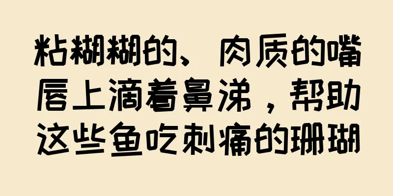 粘糊糊的、肉质的嘴唇上滴着鼻涕，帮助这些鱼吃刺痛的珊瑚