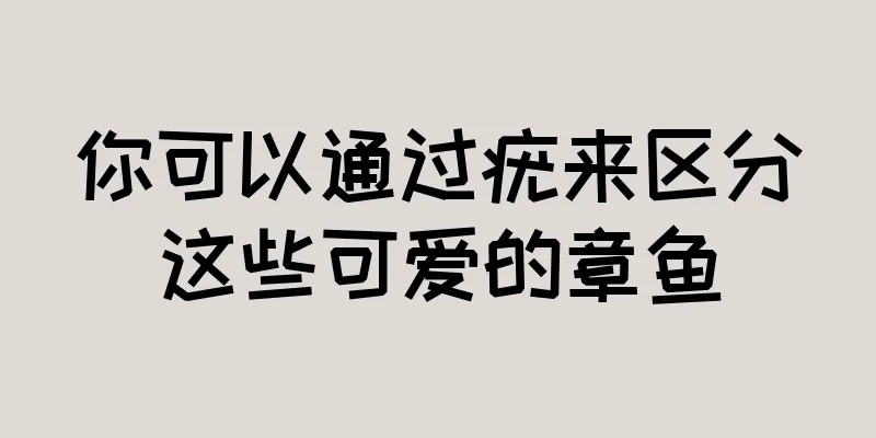 你可以通过疣来区分这些可爱的章鱼