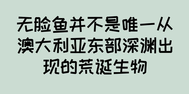 无脸鱼并不是唯一从澳大利亚东部深渊出现的荒诞生物