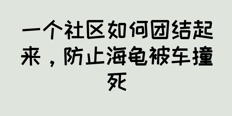 一个社区如何团结起来，防止海龟被车撞死