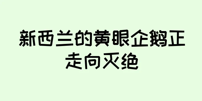 新西兰的黄眼企鹅正走向灭绝