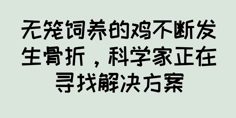 无笼饲养的鸡不断发生骨折，科学家正在寻找解决方案