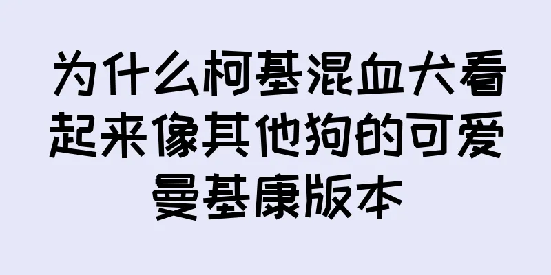 为什么柯基混血犬看起来像其他狗的可爱曼基康版本