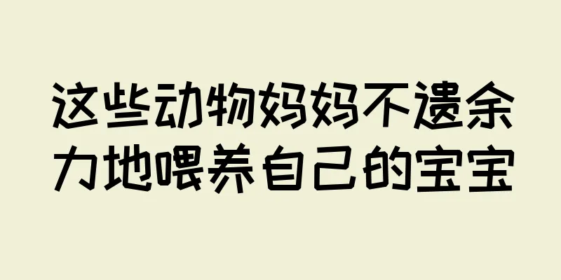 这些动物妈妈不遗余力地喂养自己的宝宝