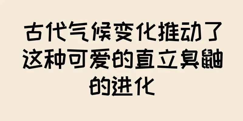 古代气候变化推动了这种可爱的直立臭鼬的进化