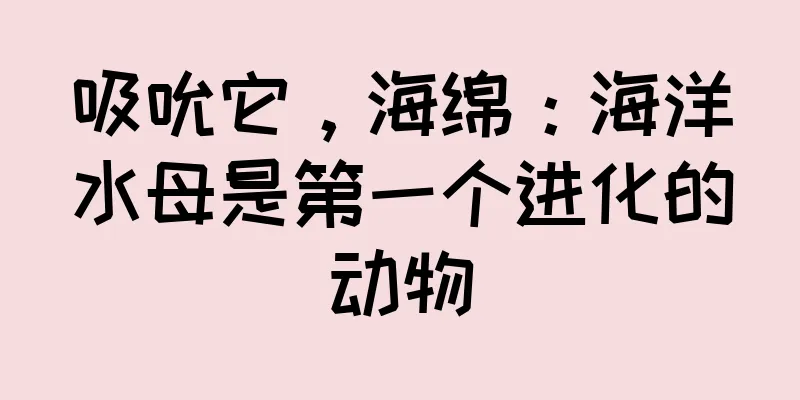 吸吮它，海绵：海洋水母是第一个进化的动物