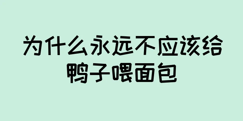 为什么永远不应该给鸭子喂面包