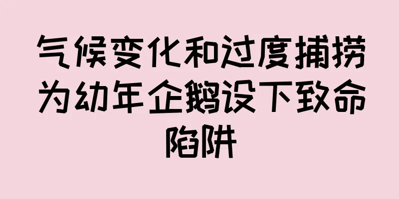 气候变化和过度捕捞为幼年企鹅设下致命陷阱