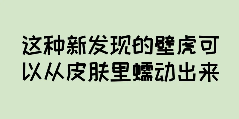这种新发现的壁虎可以从皮肤里蠕动出来