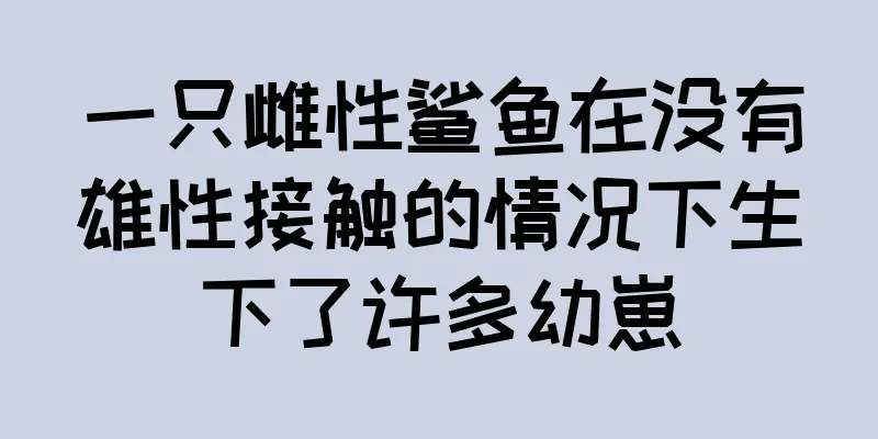 一只雌性鲨鱼在没有雄性接触的情况下生下了许多幼崽