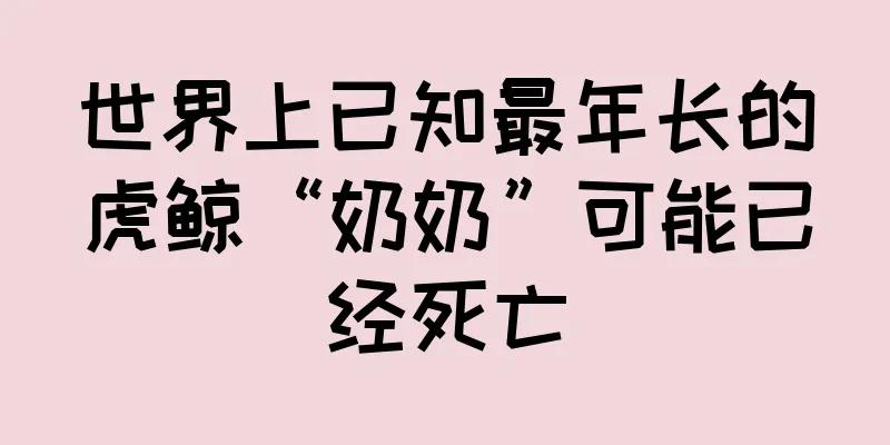世界上已知最年长的虎鲸“奶奶”可能已经死亡