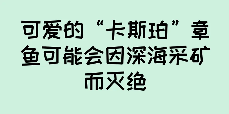 可爱的“卡斯珀”章鱼可能会因深海采矿而灭绝