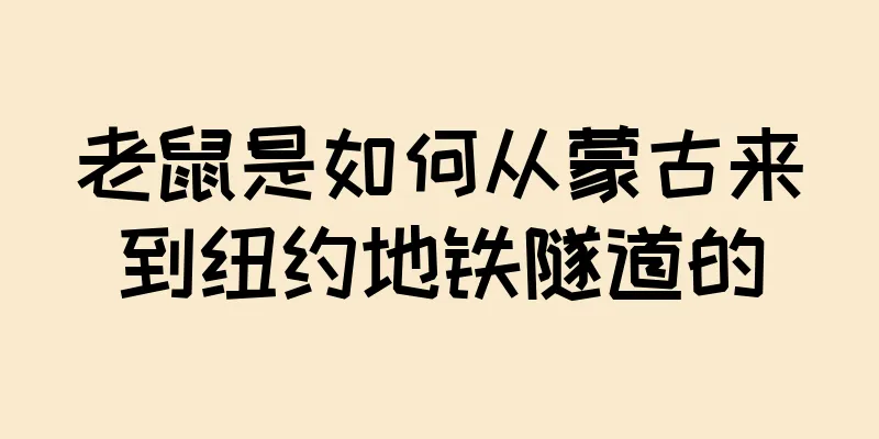 老鼠是如何从蒙古来到纽约地铁隧道的