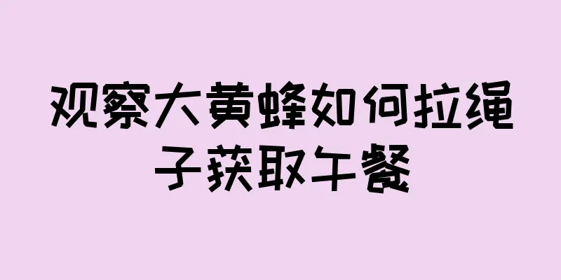 观察大黄蜂如何拉绳子获取午餐