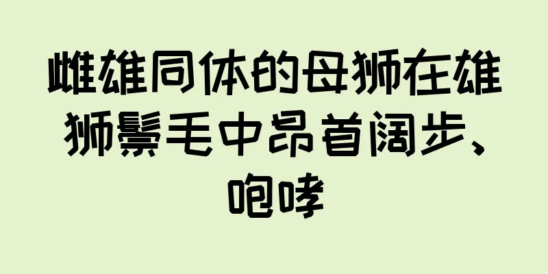 雌雄同体的母狮在雄狮鬃毛中昂首阔步、咆哮