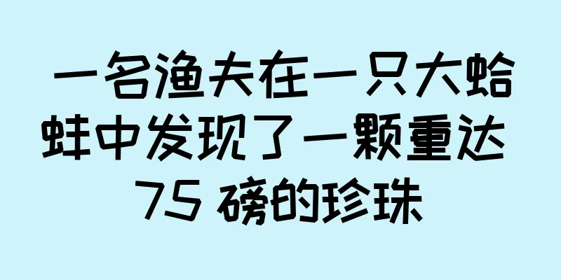 一名渔夫在一只大蛤蚌中发现了一颗重达 75 磅的珍珠