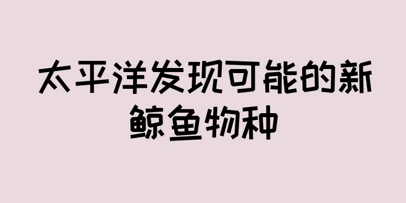 太平洋发现可能的新鲸鱼物种