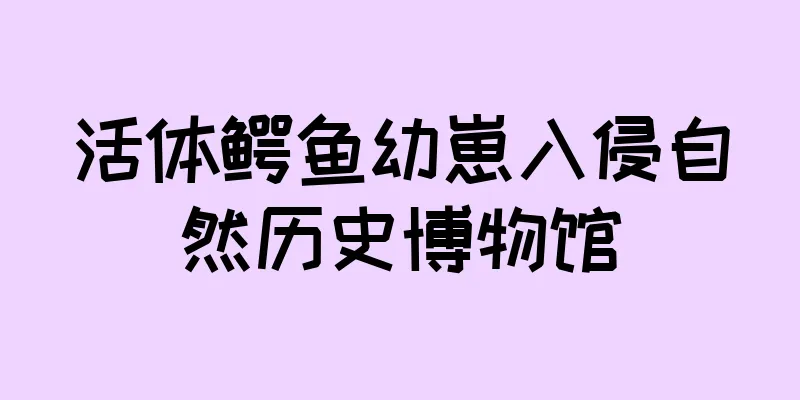 活体鳄鱼幼崽入侵自然历史博物馆