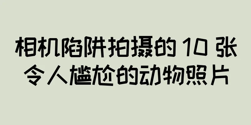 相机陷阱拍摄的 10 张令人尴尬的动物照片