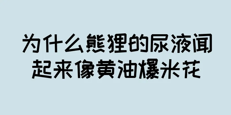 为什么熊狸的尿液闻起来像黄油爆米花
