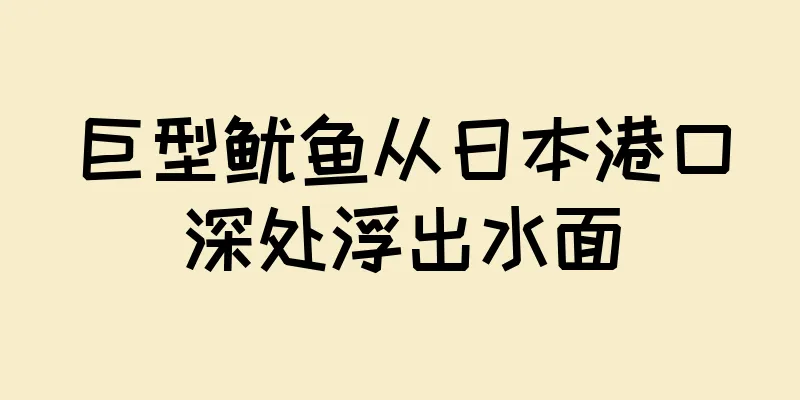 巨型鱿鱼从日本港口深处浮出水面