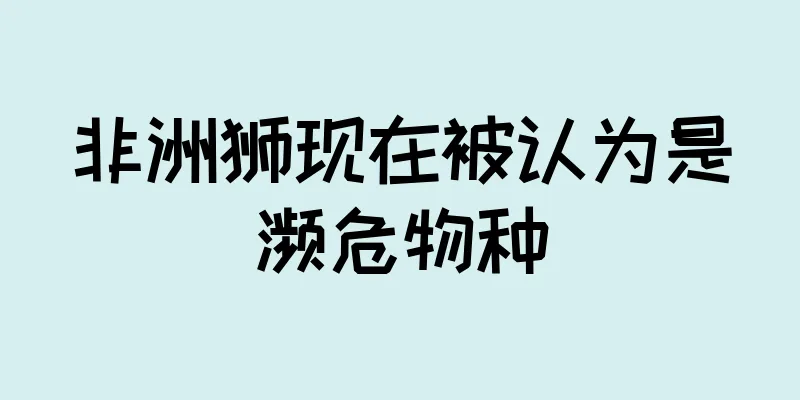 非洲狮现在被认为是濒危物种