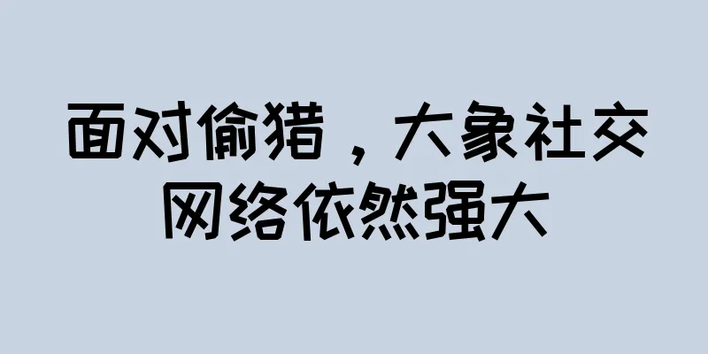 面对偷猎，大象社交网络依然强大