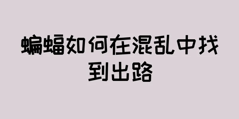 蝙蝠如何在混乱中找到出路