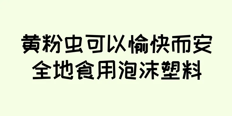 黄粉虫可以愉快而安全地食用泡沫塑料